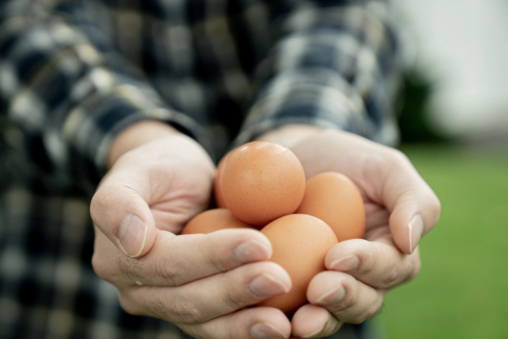 Sustainable Eggs